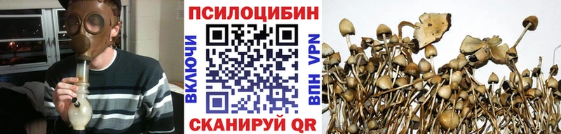 где найти   Гаджиево  Псилоцибиновые грибы Cubensis 